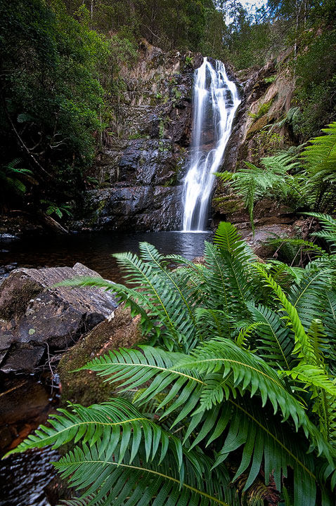 Falls & Ferns