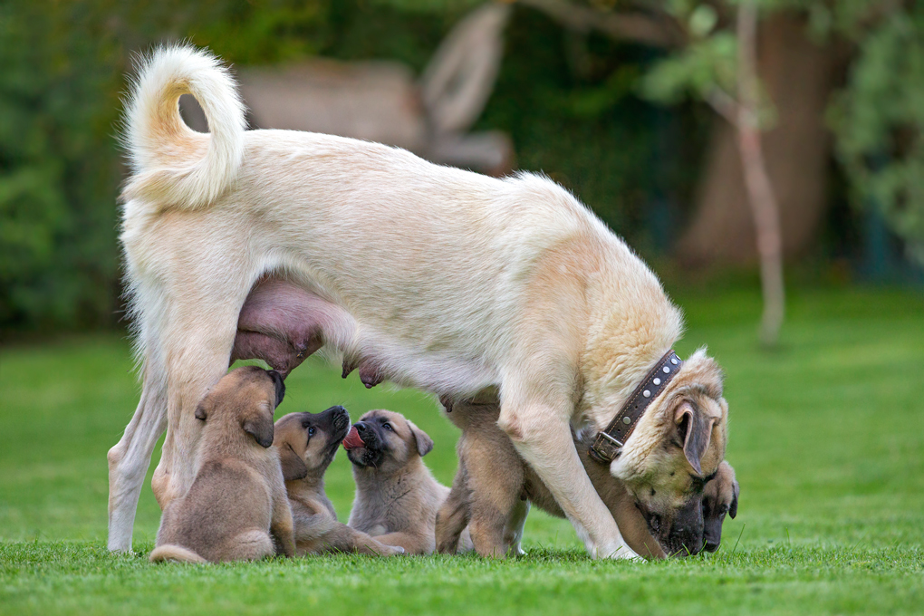 Our Lady and her puppies