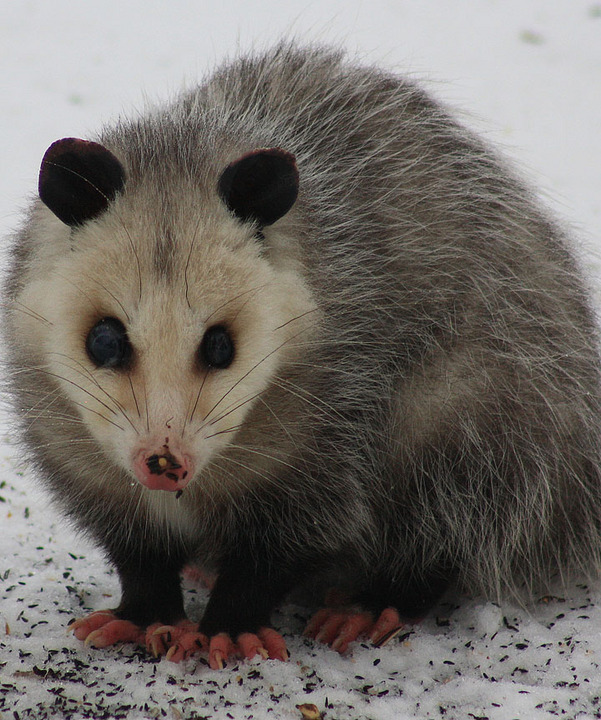 possum sneaking Lunch