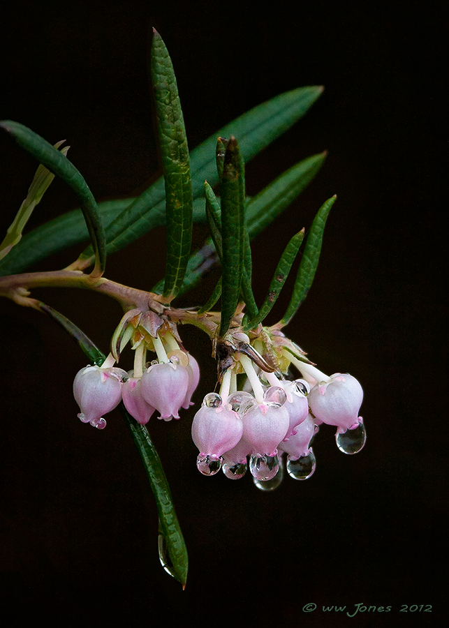 Bog Rosemary
