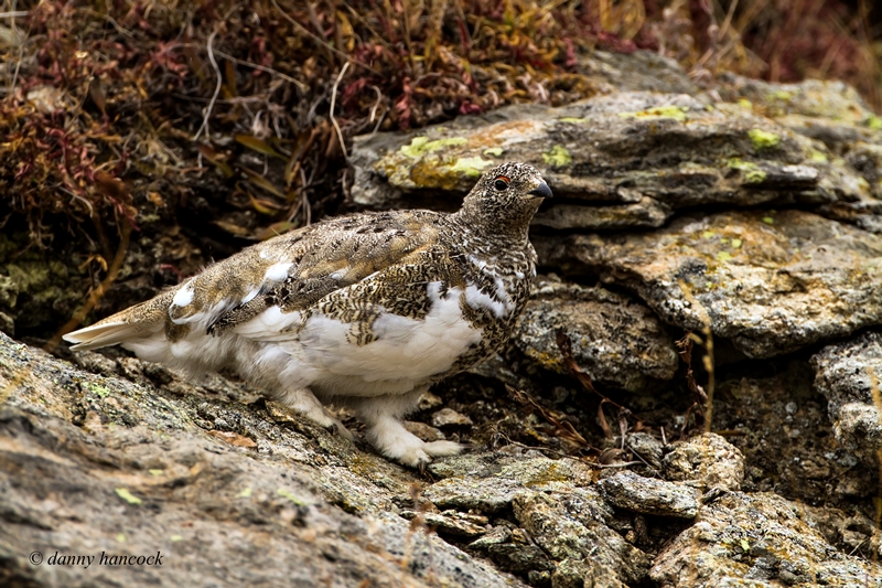 white-tailed ptarmigan