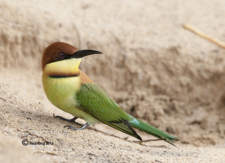 Chestnut-headed Beeeater