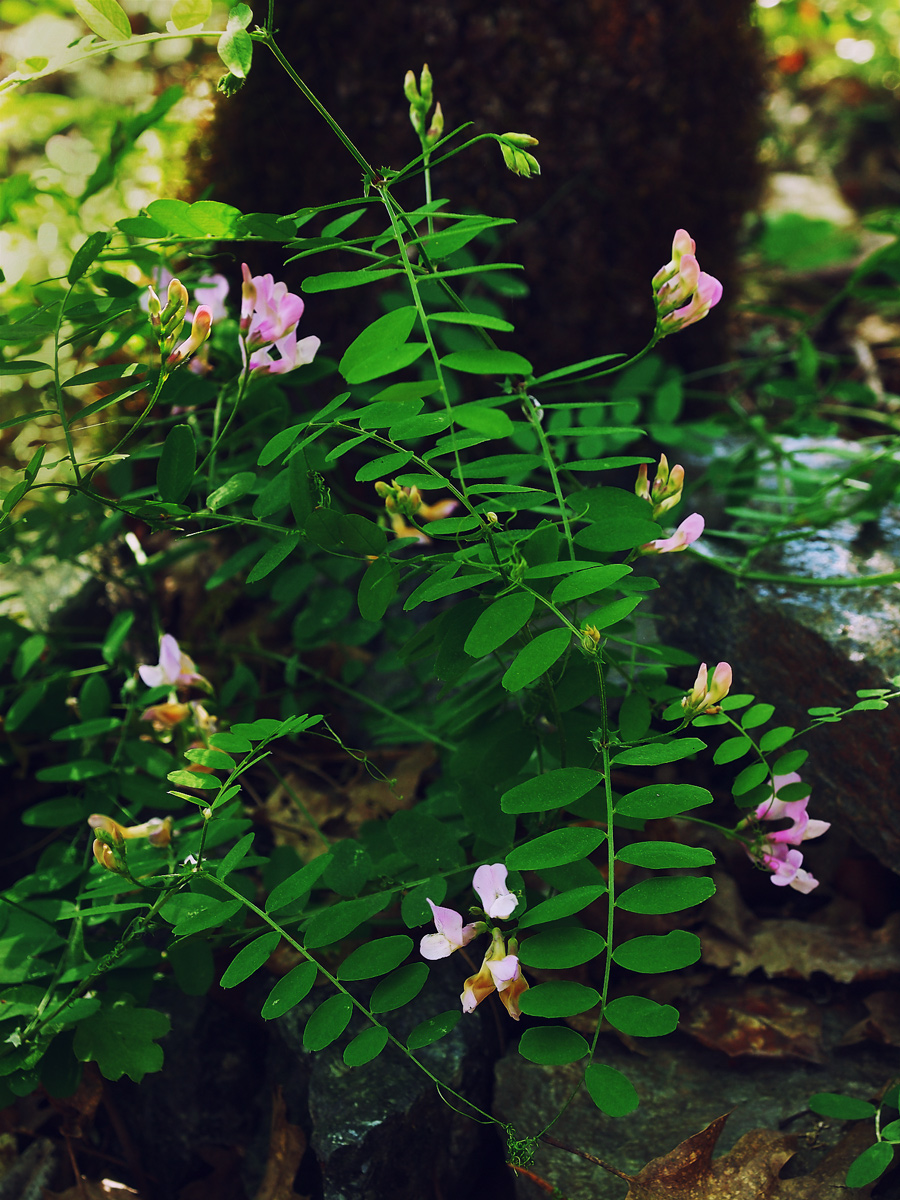 American Vetch