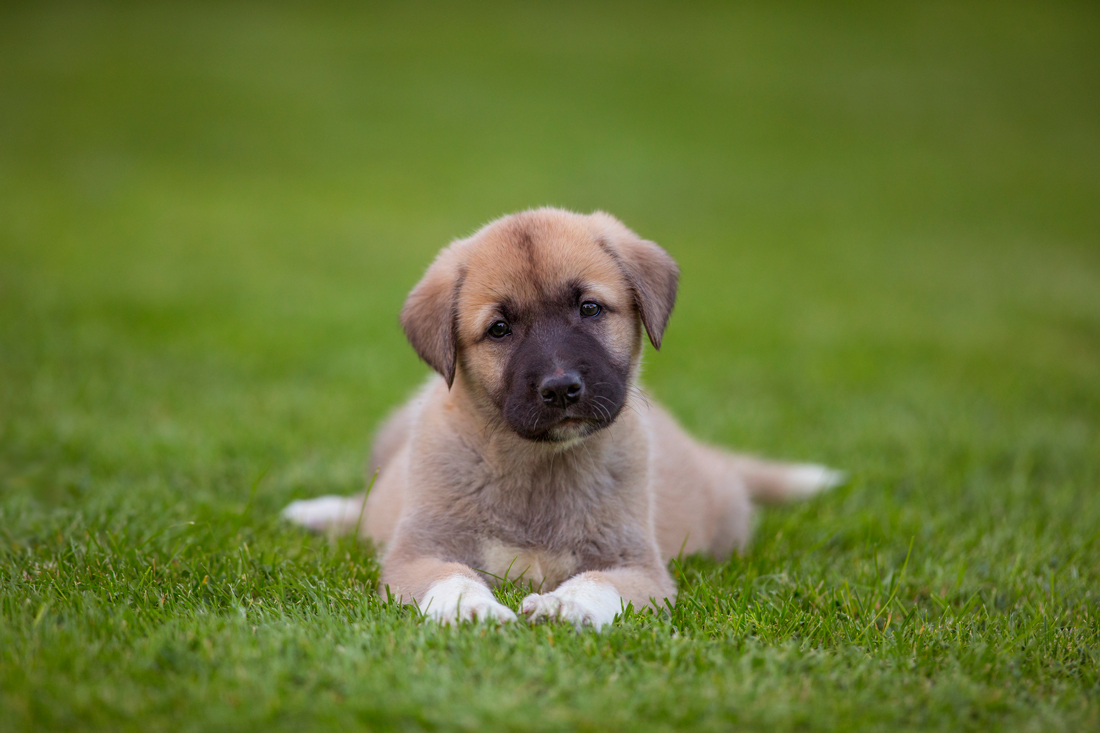 sweet puppy