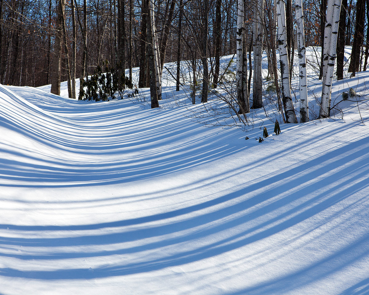 Zebra Snow