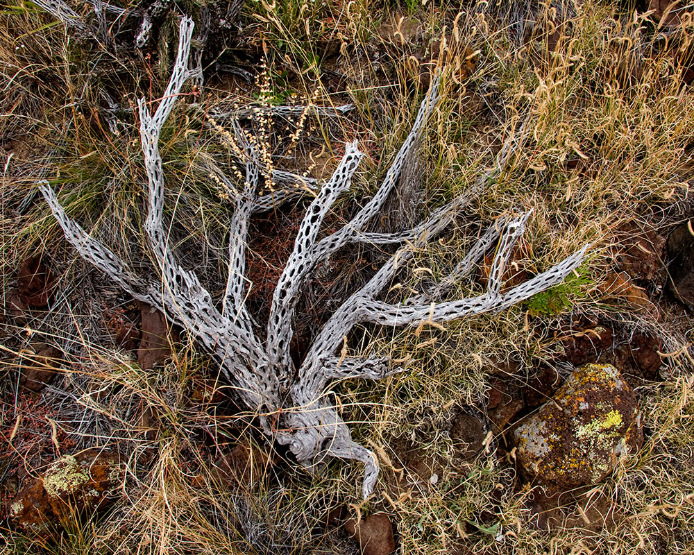 Tree Cactus