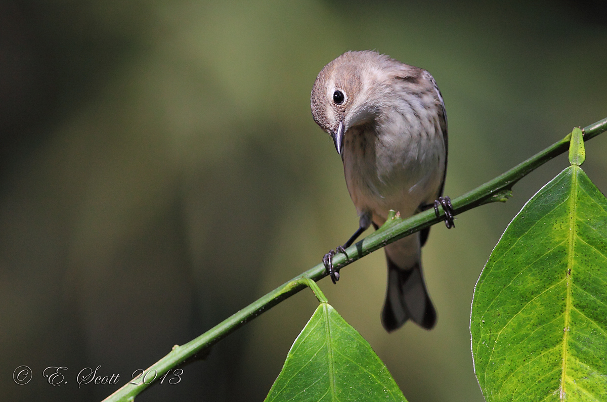 YRW (female)