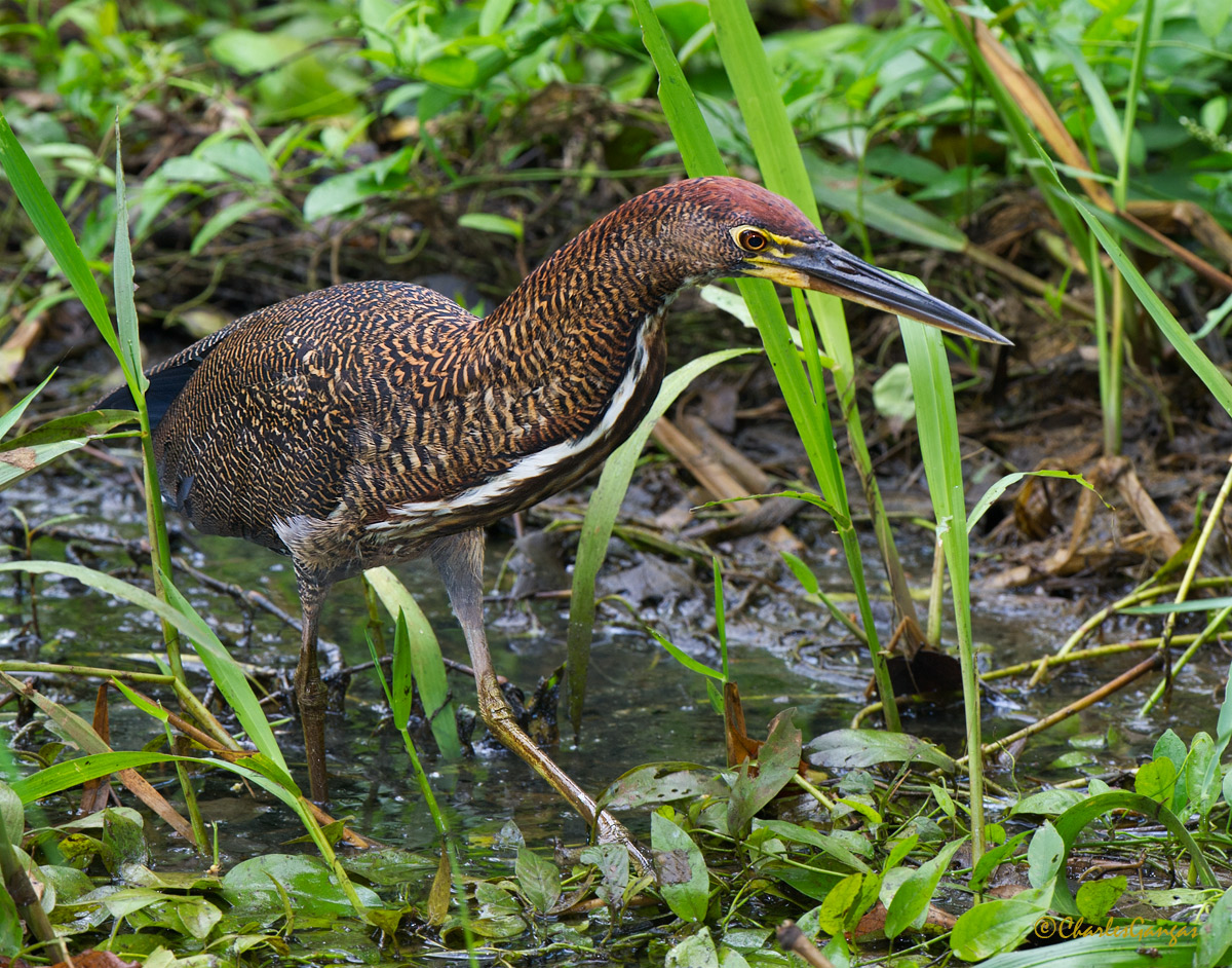 Rufescent Tiger-Heron