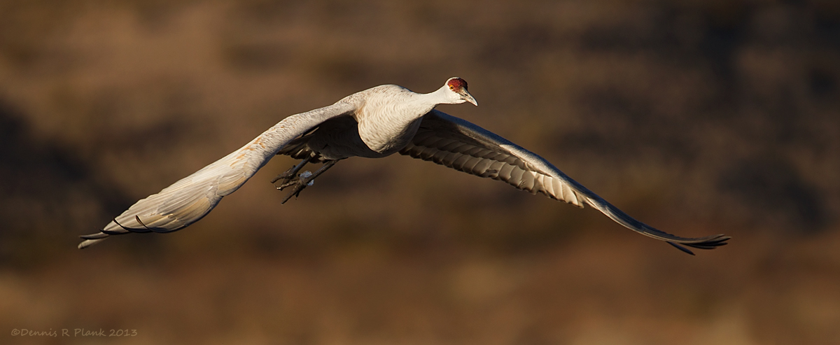 Another Sandhill Crane