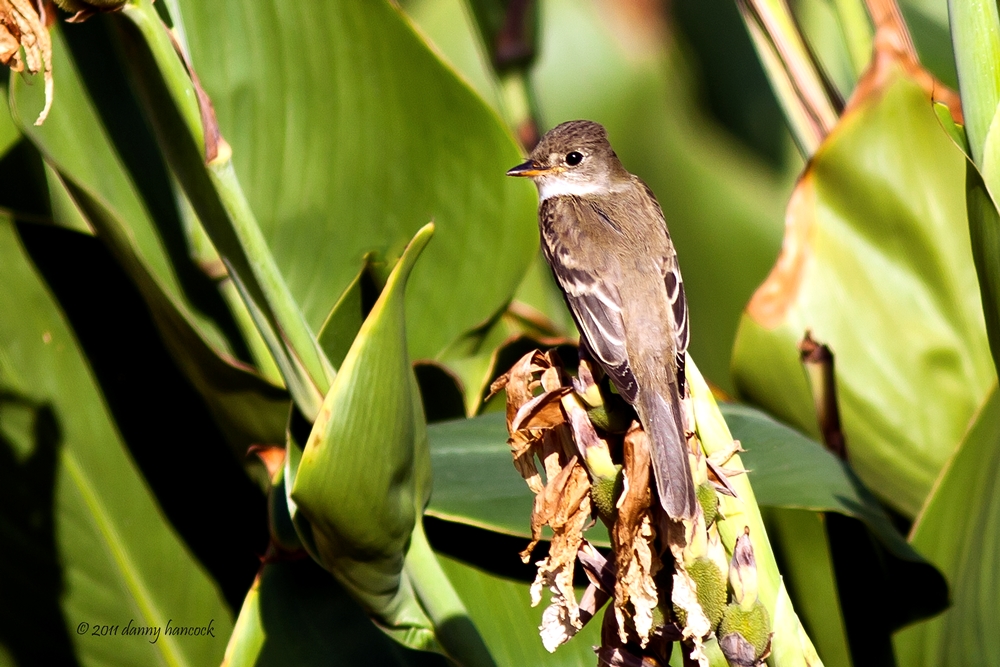 least flycatcher
