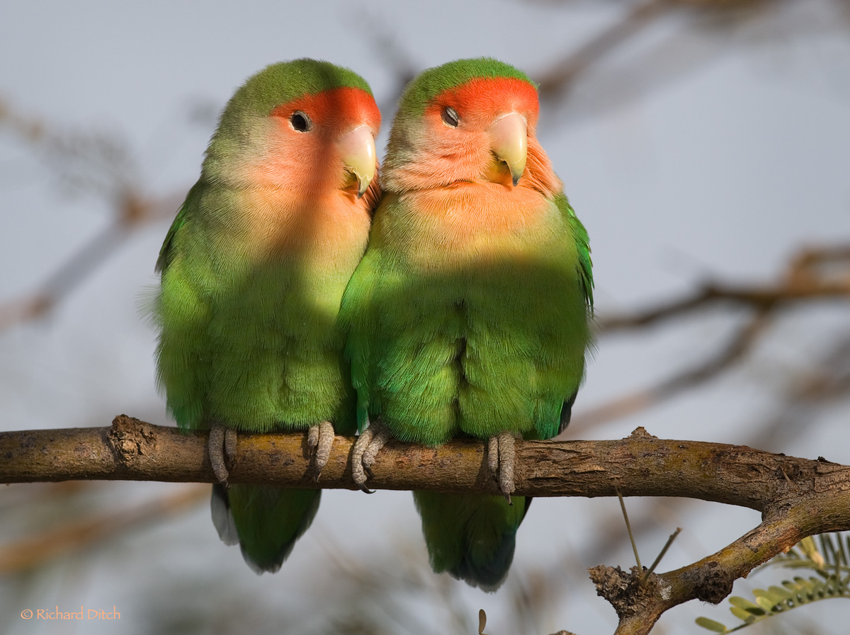 Peach-faced Lovebirds