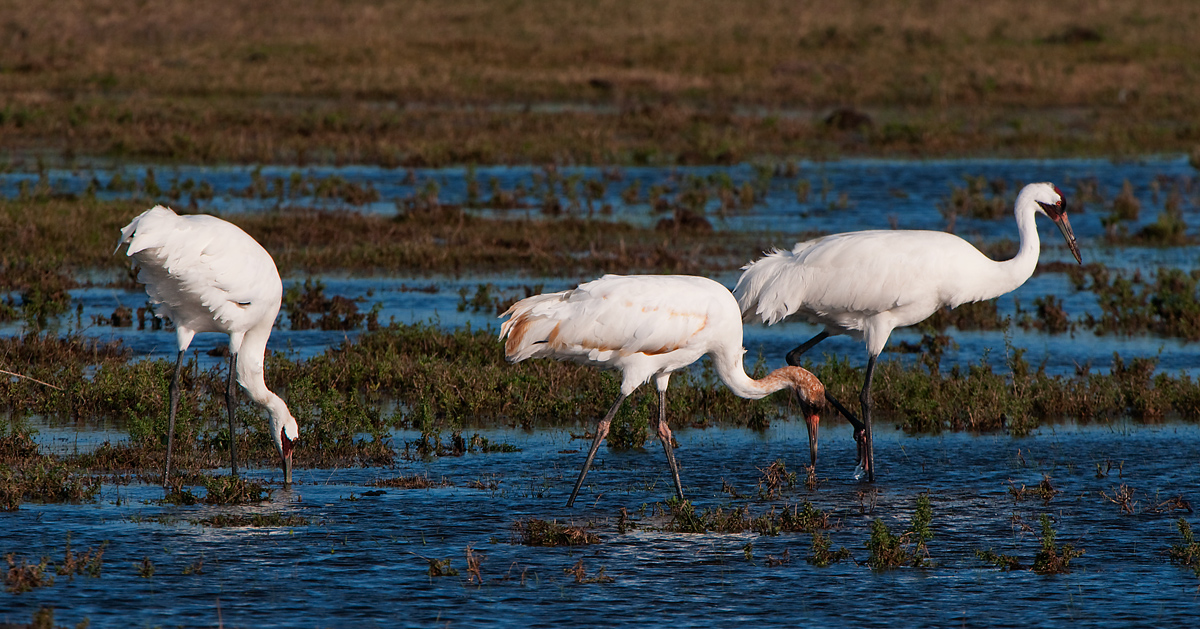 Whooper Family
