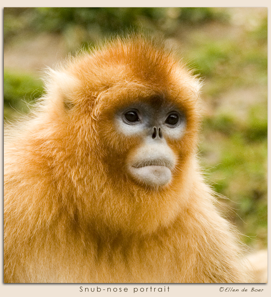 Snub-nose portrait