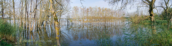 The Biesbosch