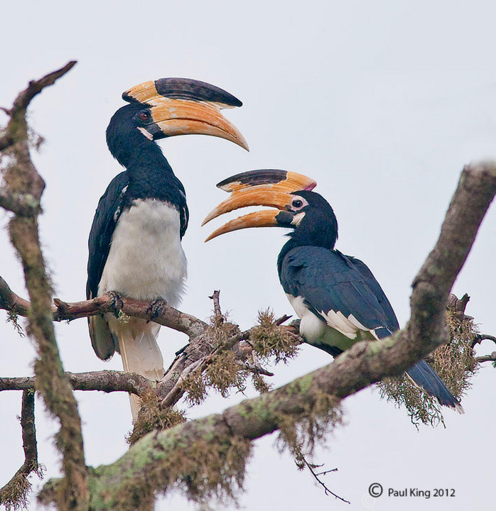 Malabar-pied Hornbill