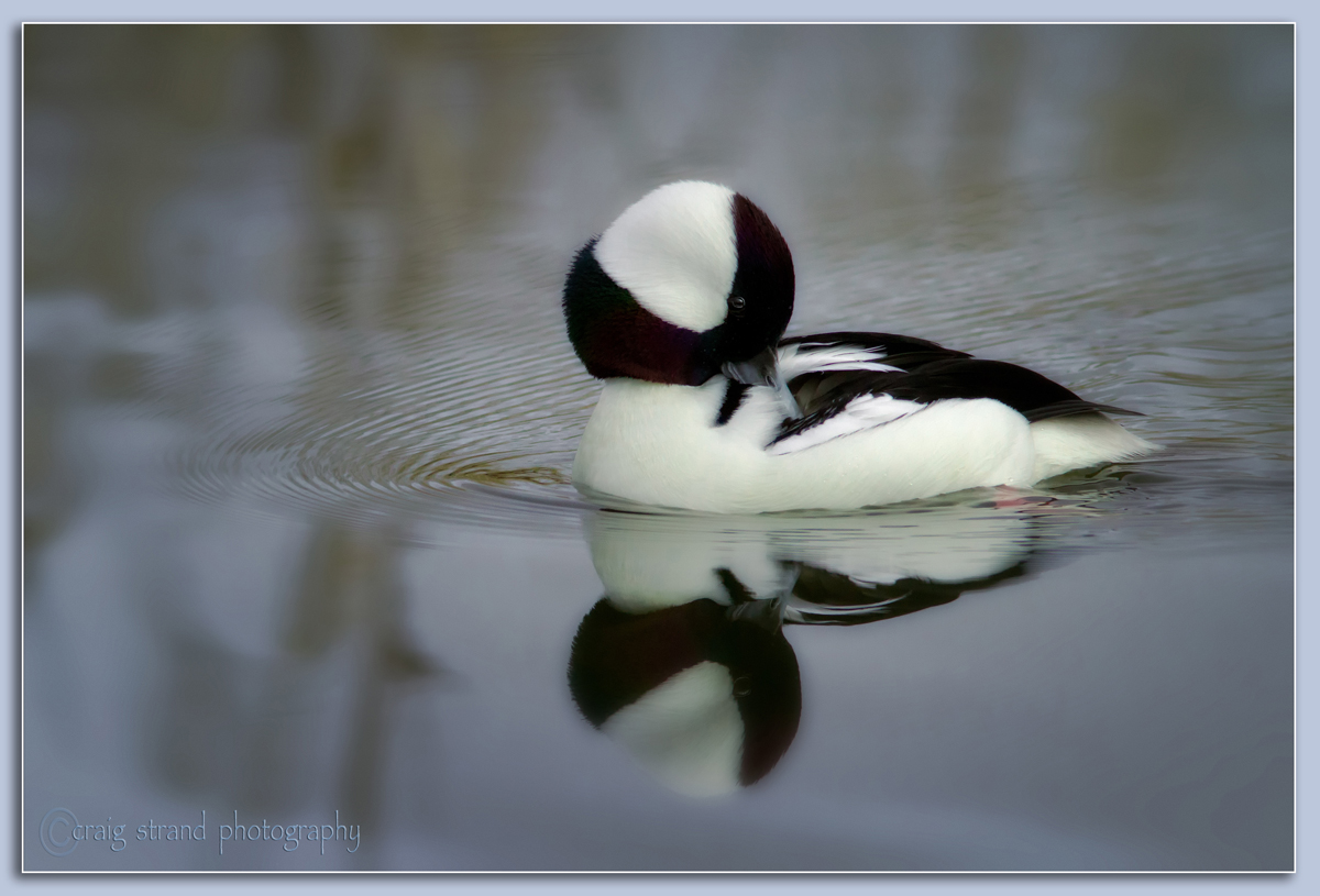 Preening Maintenance