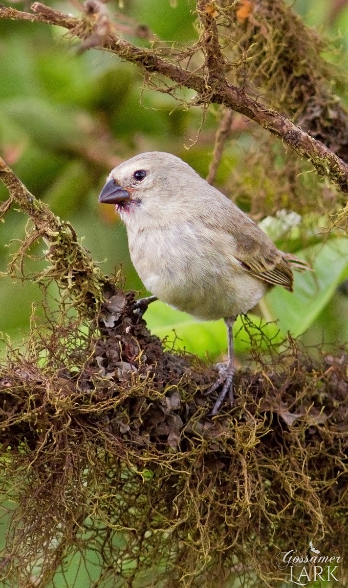 Mystery Darwin Finch