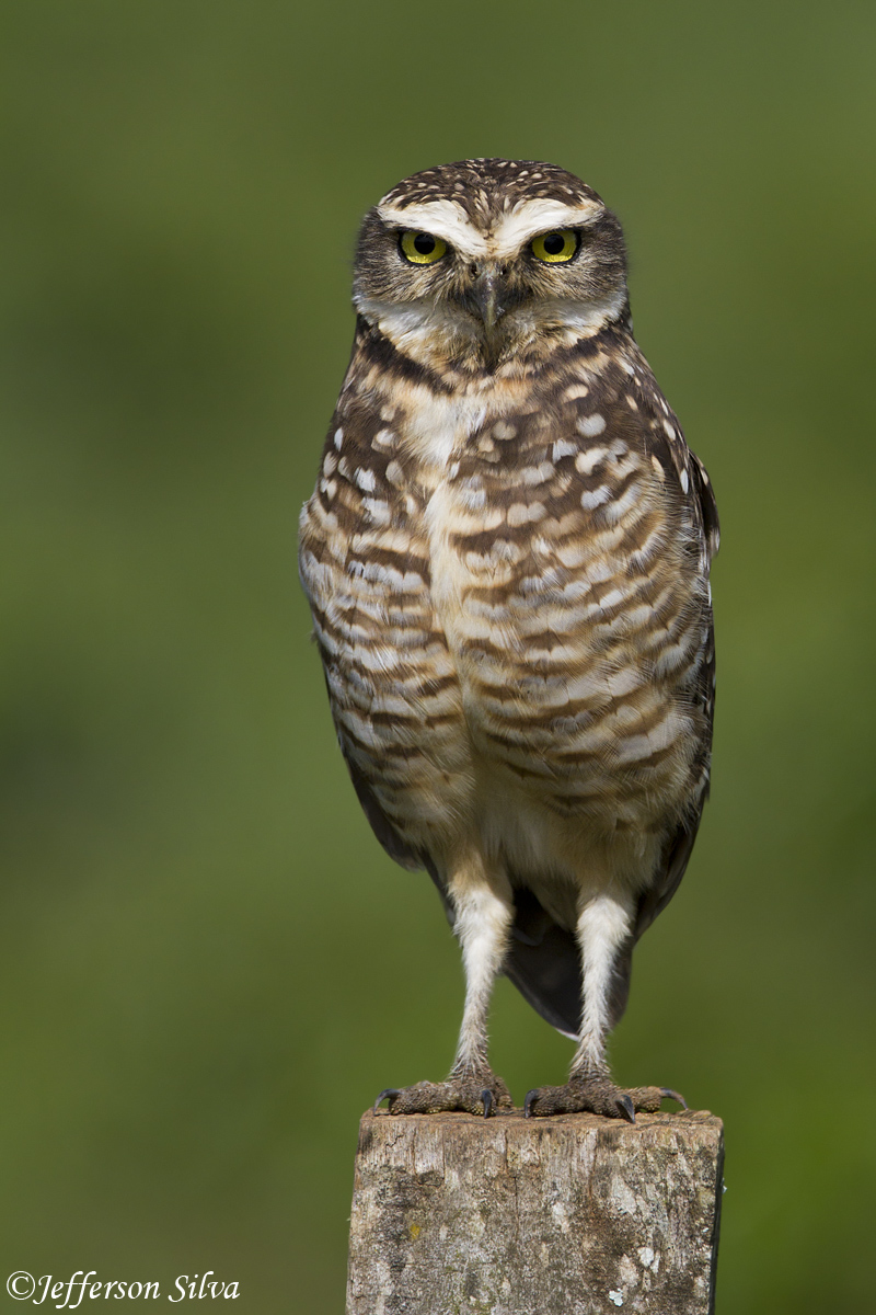 Athene cunicularia