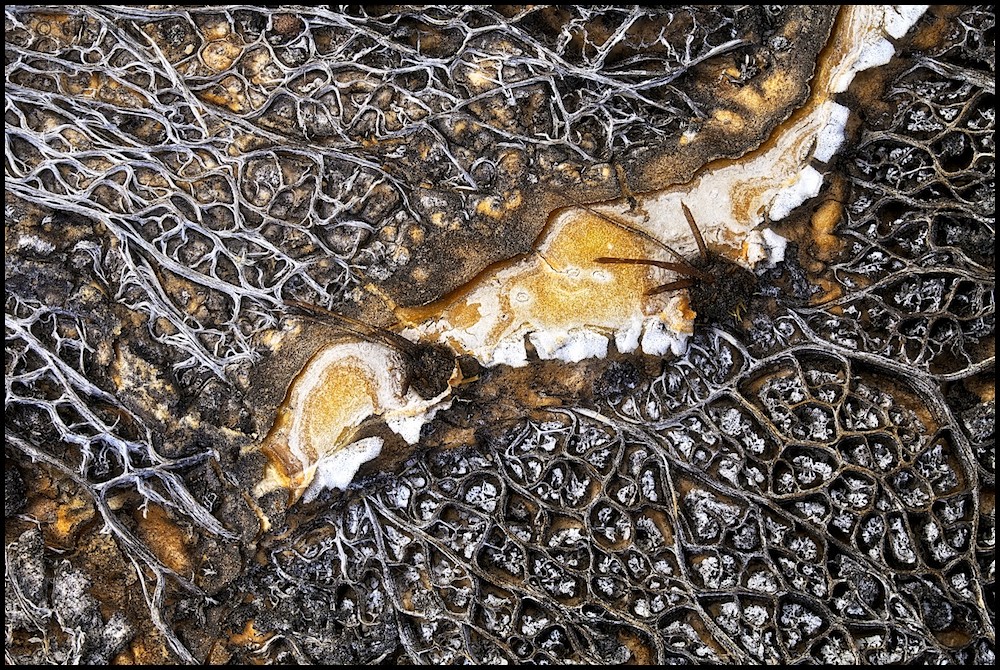Vestige
