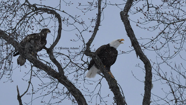 Eagles