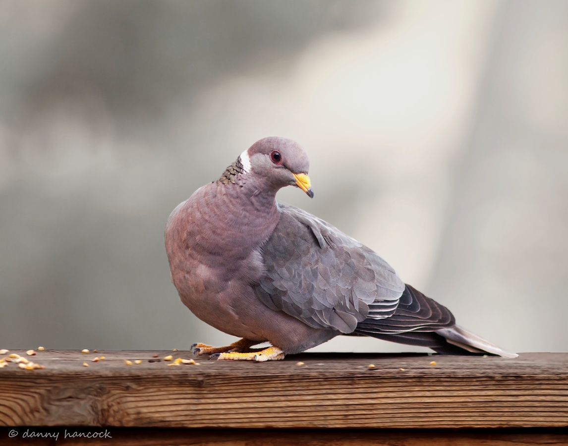 band-tailed pigeon