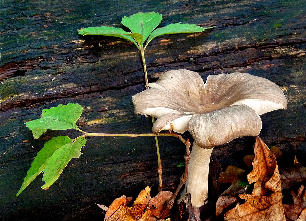 Beside a dead log