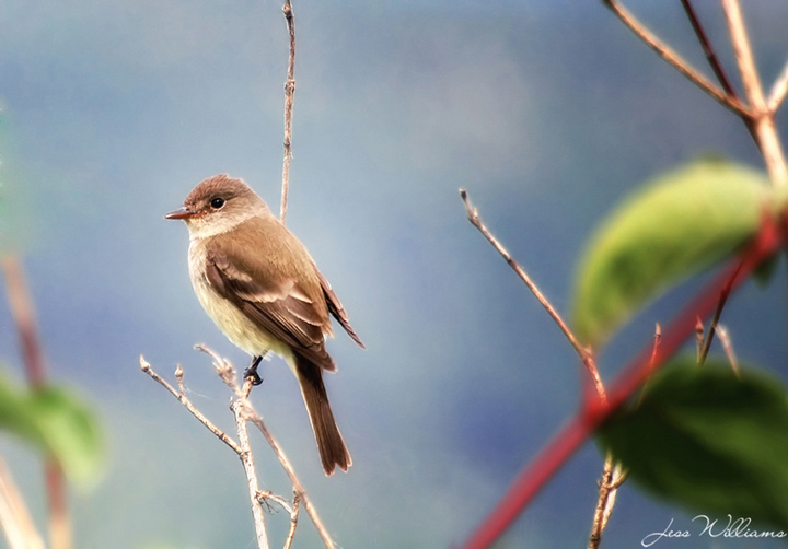 Flycatcher