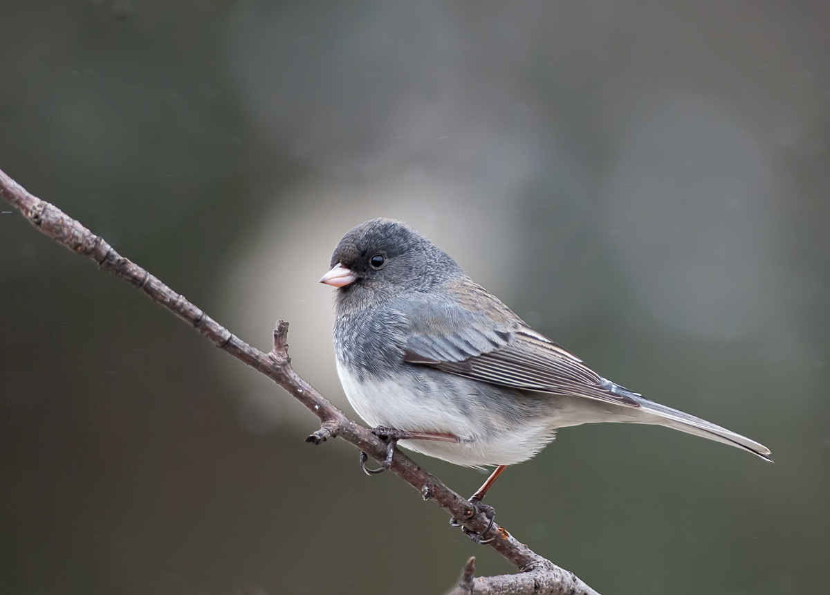 Dark-Eyed Junco