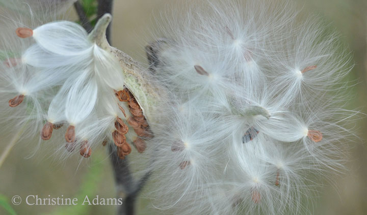 Milkweed