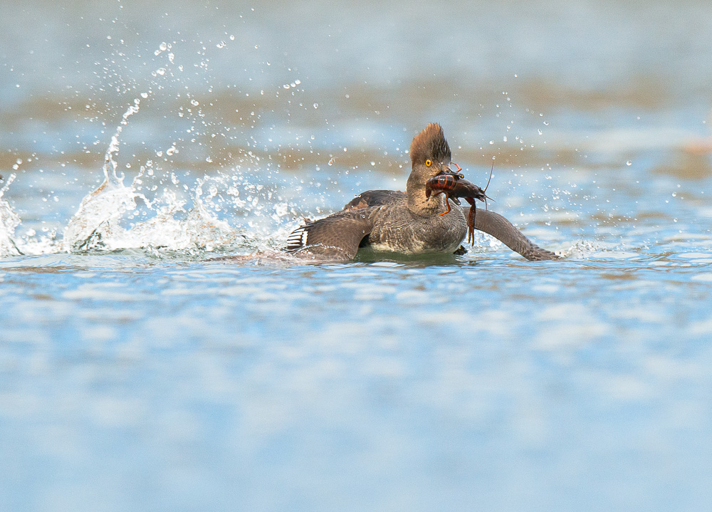 Merganser +repost