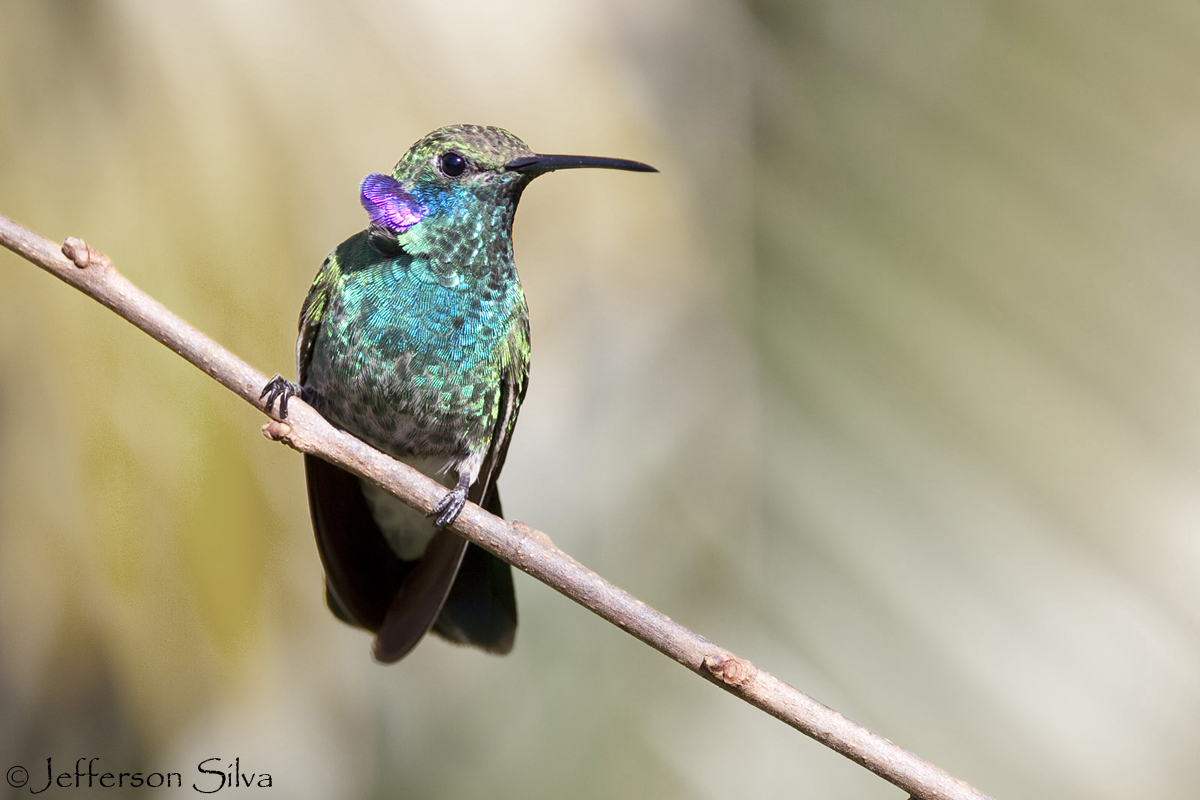 Colibri serrirostris