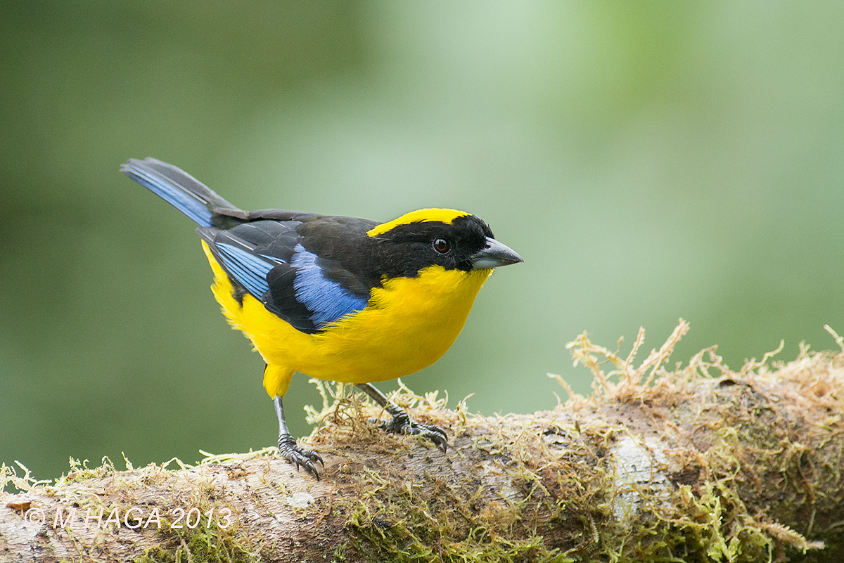 Blue-winged M. Tanager 