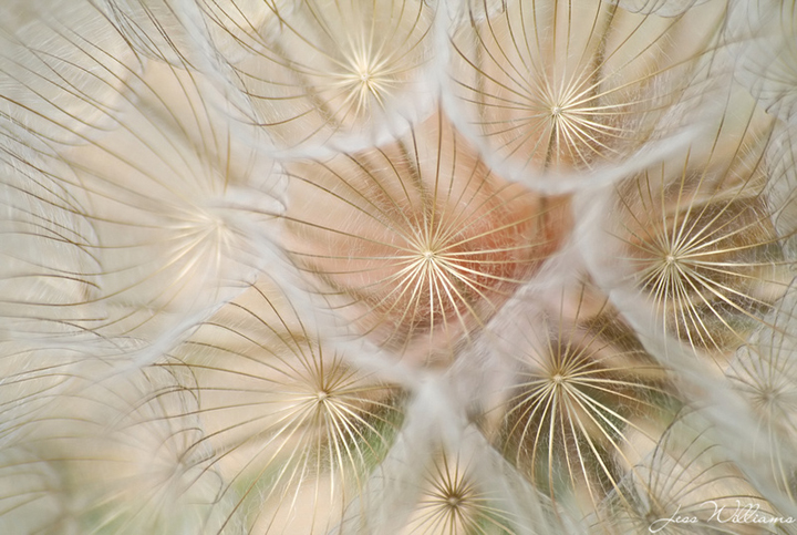Salsify Seedhead