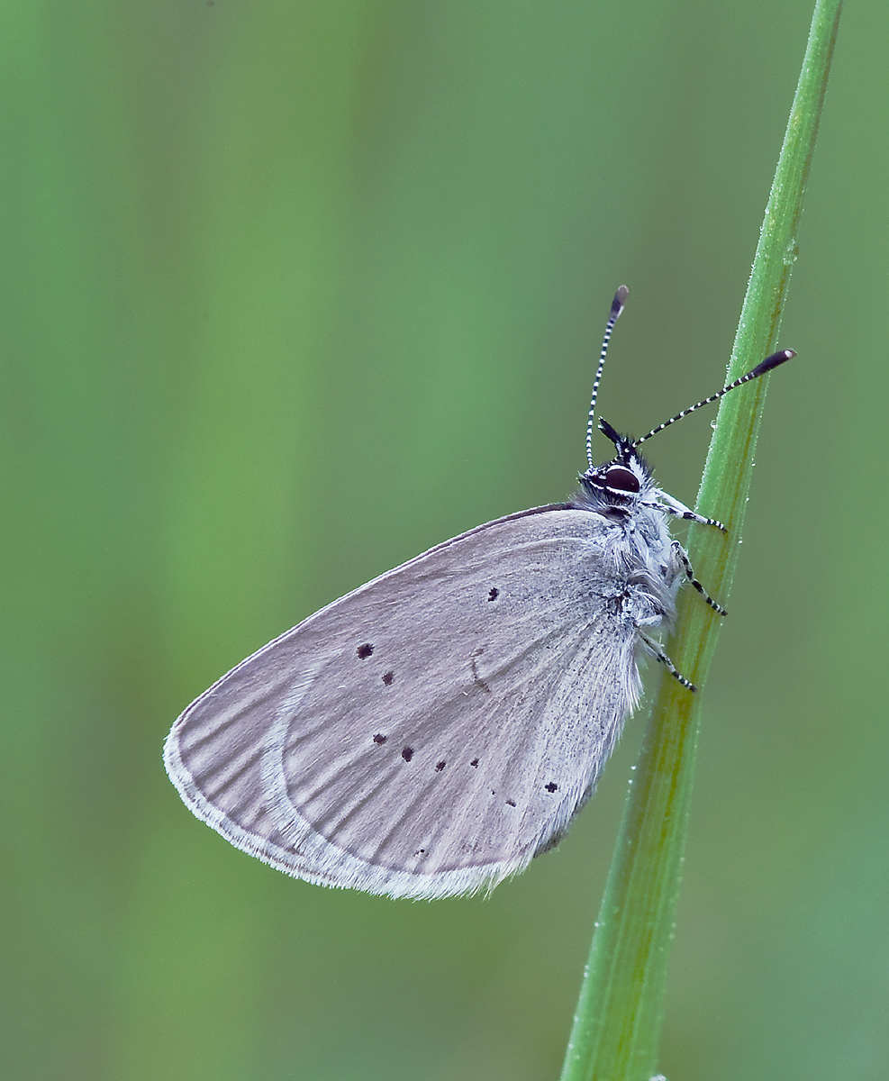 Small Blue