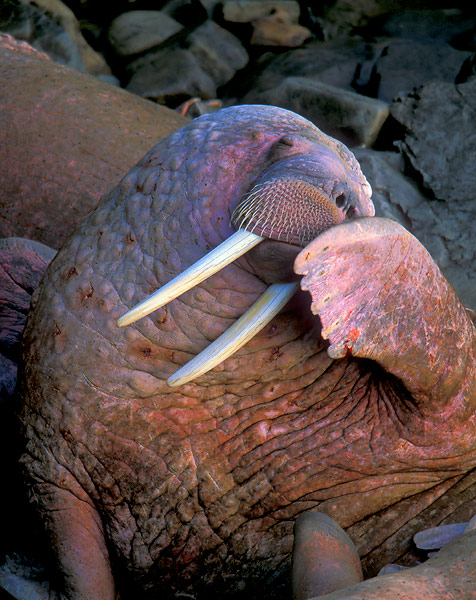 Bashful walrus