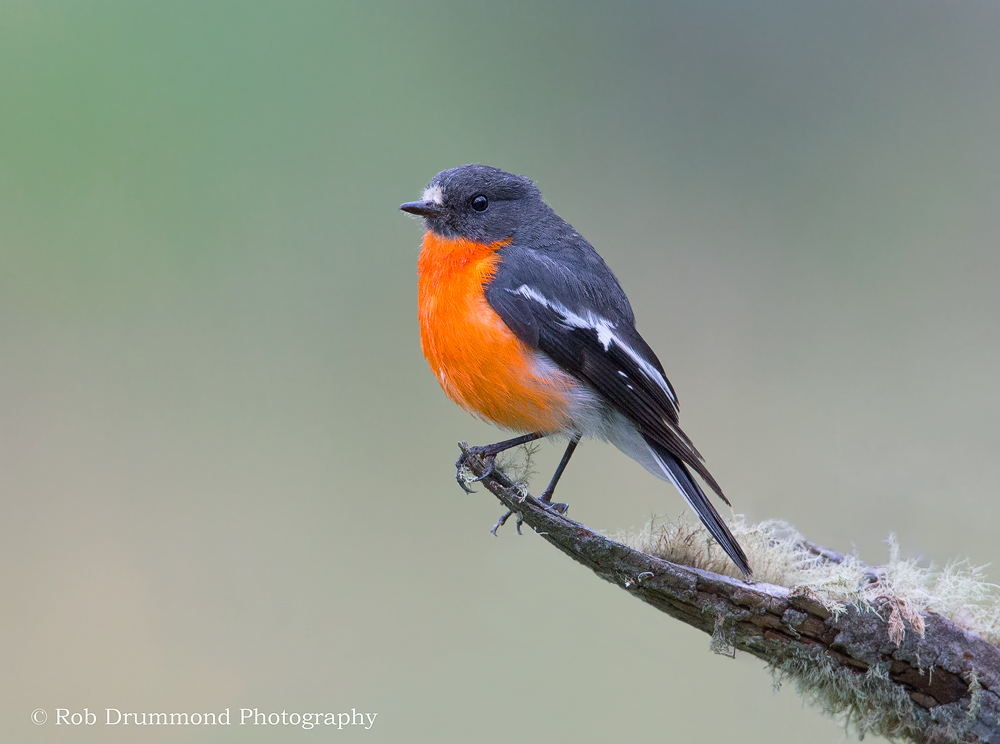 Flame Robin