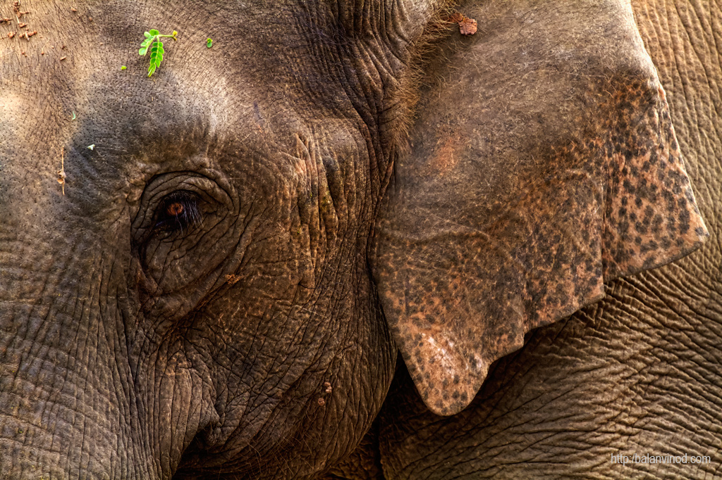The Elephant II