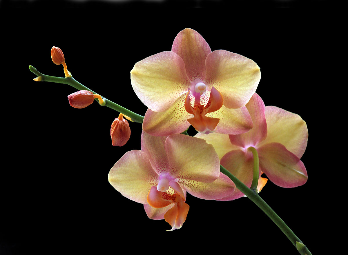 Orchid gift