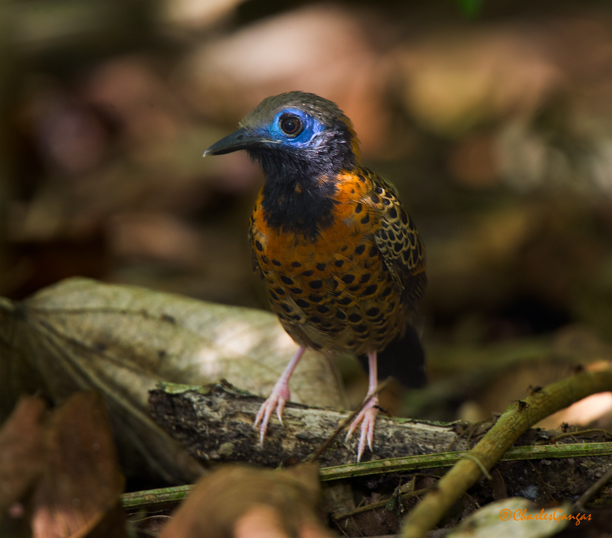 Occelated Antbird