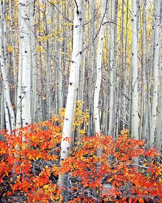 Autumn Delight 