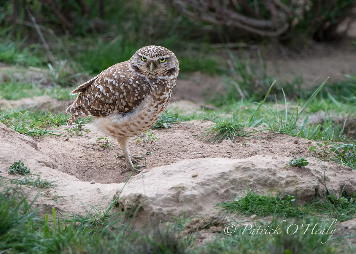 Burrowing Owl
