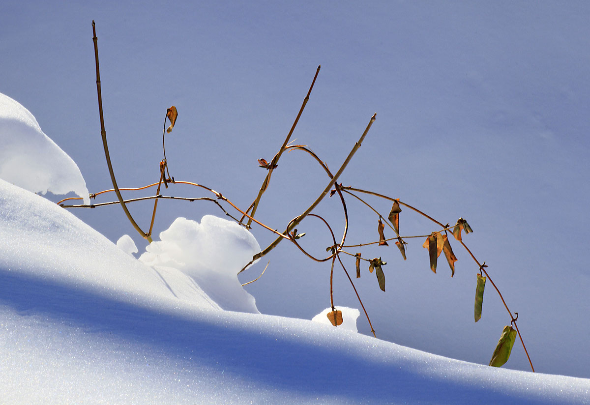 Creek bank in winter
