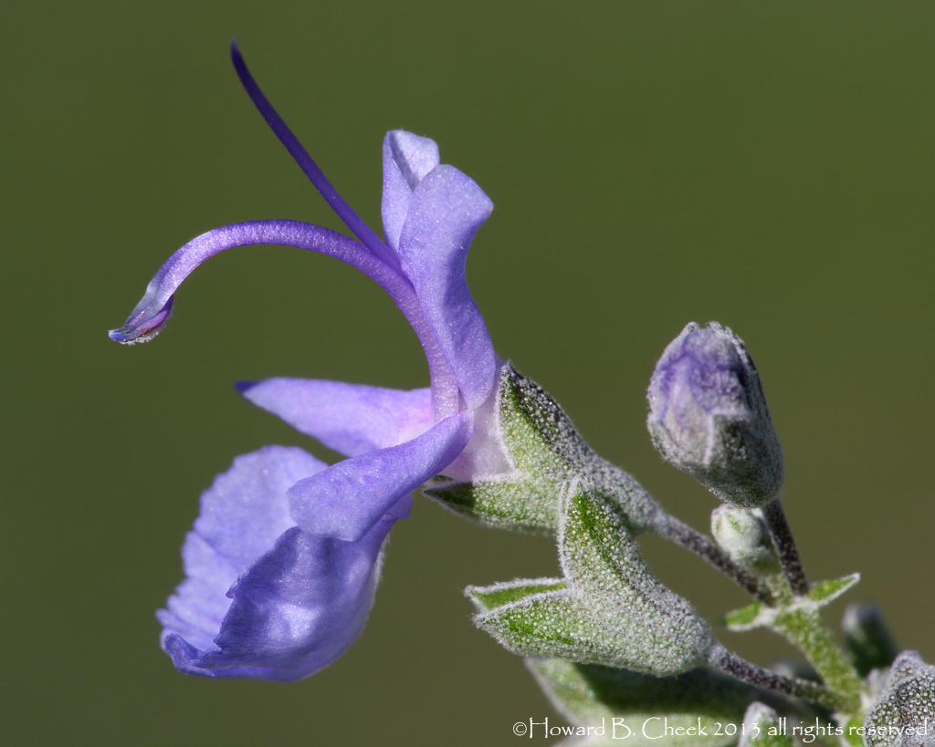 Flowering Rosemary