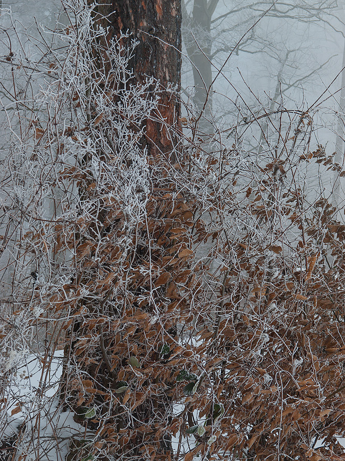 Winter Tales #3
