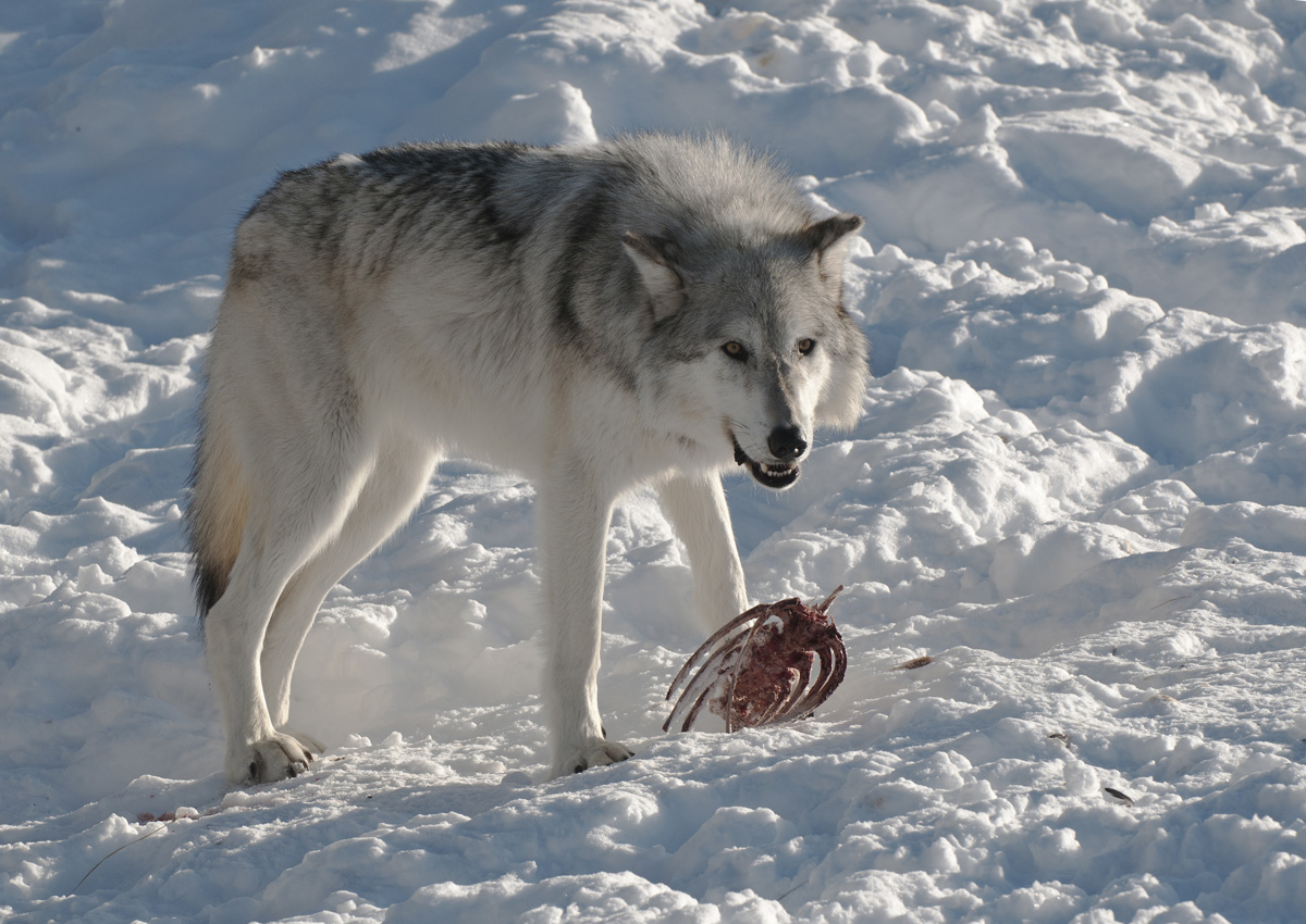 Wolf with Food(C)