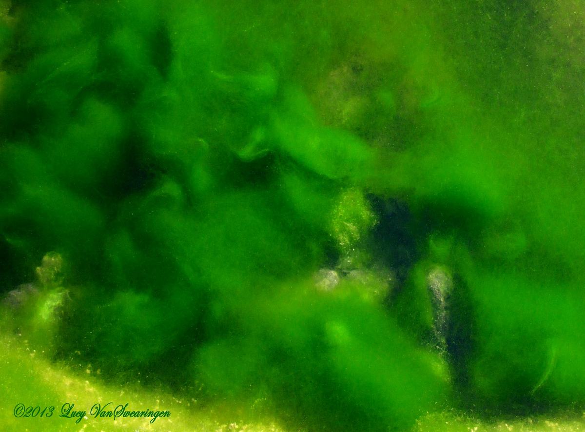 Simply Green