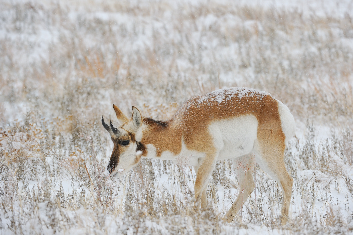 Winter Pronghorn