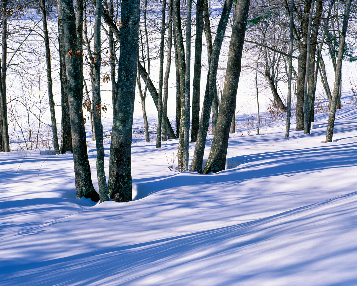 Long Shadows + Repost