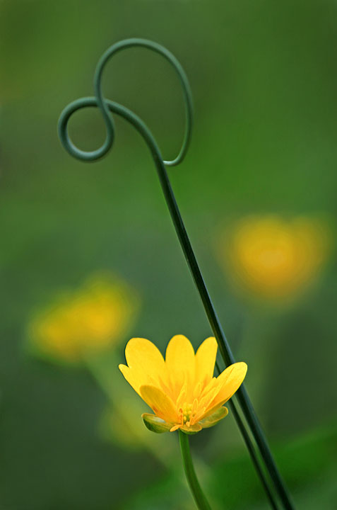 "Weeds"