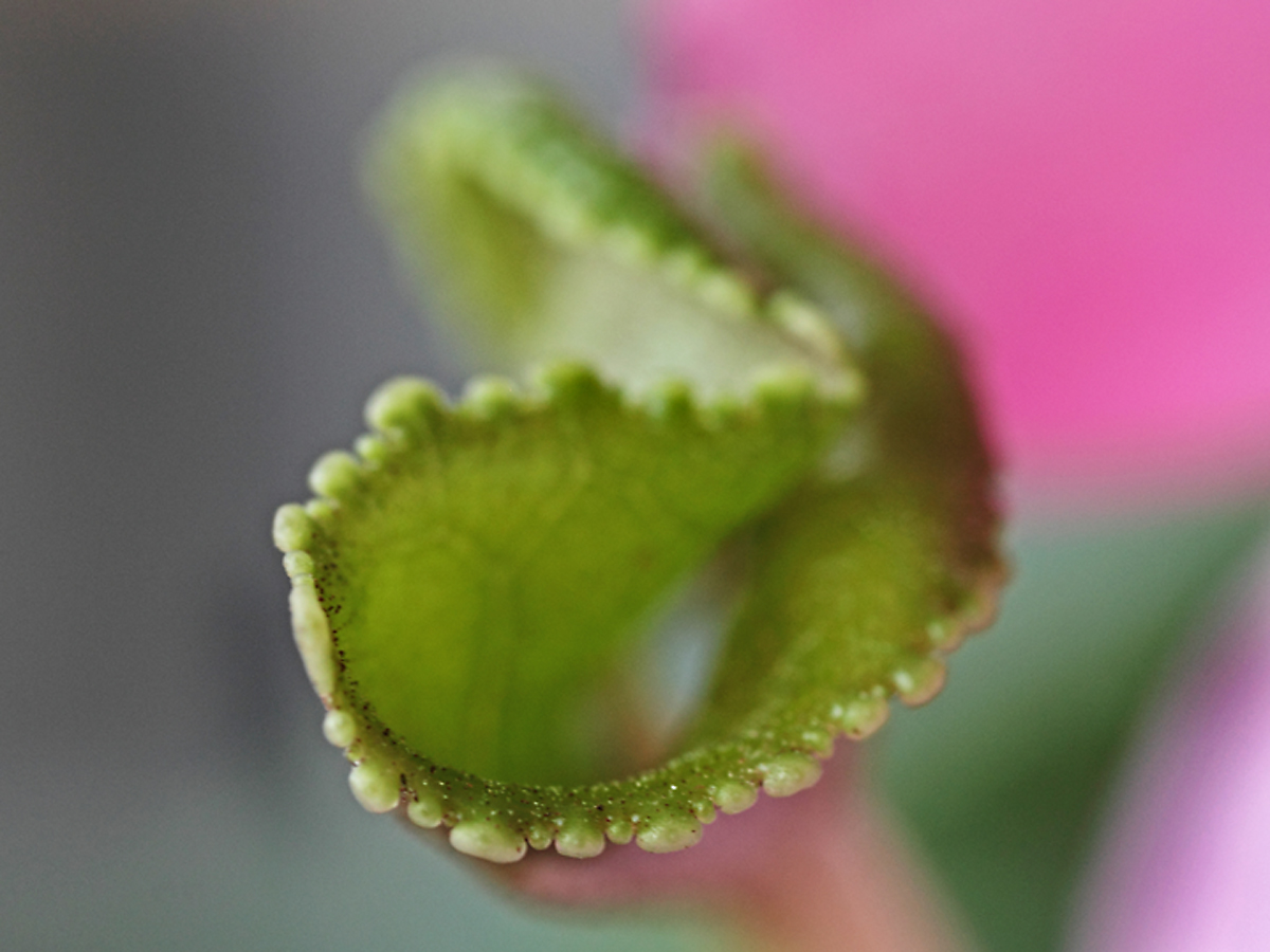 Edge of the leaf repost